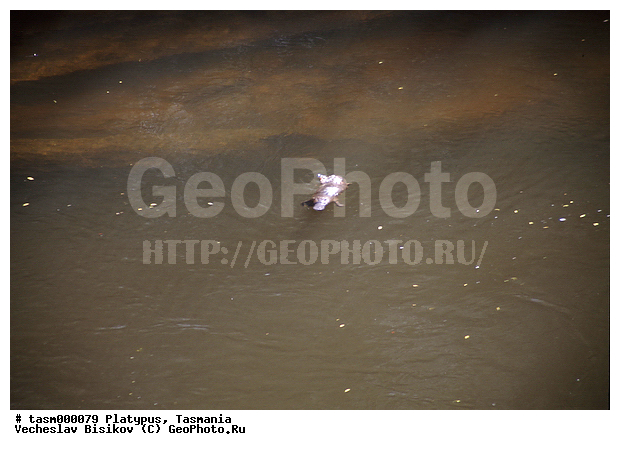 ���������, ��������, ��������, ����, �������, ��������, ���������, ��������, ��������, �������������, �������������, �����, �����, �������, XYZ, �����������, Ornithorhynchidae, �������, Ornithorhynchus anatinus