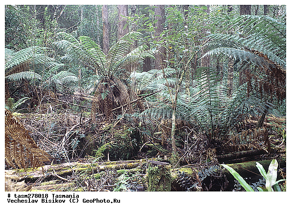 ��������, ����������� ���, ����������� �����������, ����������� ��������, ���������