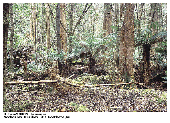 ��������, ����������� ���, ����������� �����������, ����������� ��������, ���������