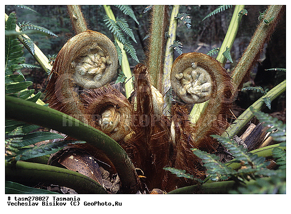 ��������, ����������� ���, ����������� �����������, ����������� ��������, ���������