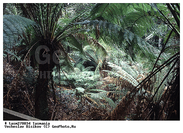 ��������, ����������� ���, ����������� �����������, ����������� ��������, ���������