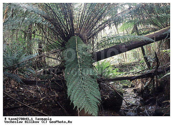 ��������, ����������� ���, ����������� �����������, ����������� ��������, ���������