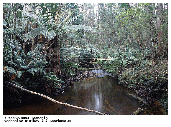 ��������, ����������� ���, ����������� �����������, ����������� ��������, ���������