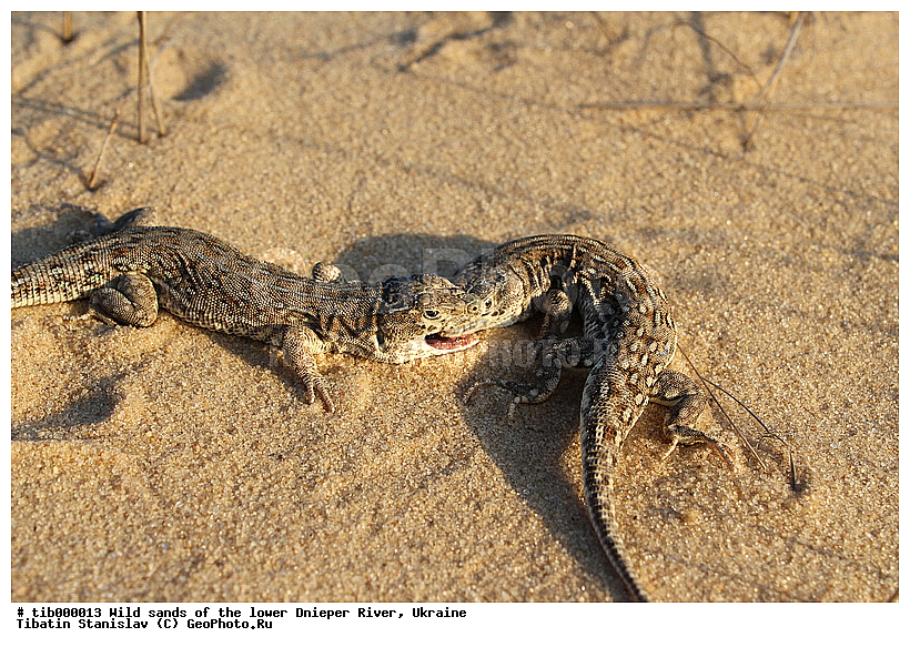 Eremias arguta, �����, ������������ ������, �������, ���������, �����, �������, �������, ��������, ��������, ��������������, ��������������, ��������, ��������, �������, �������, XYZ, ��������� �������, ���������, Lacertidae, ������������ ������, Eremias arguta, Lacerta arguta