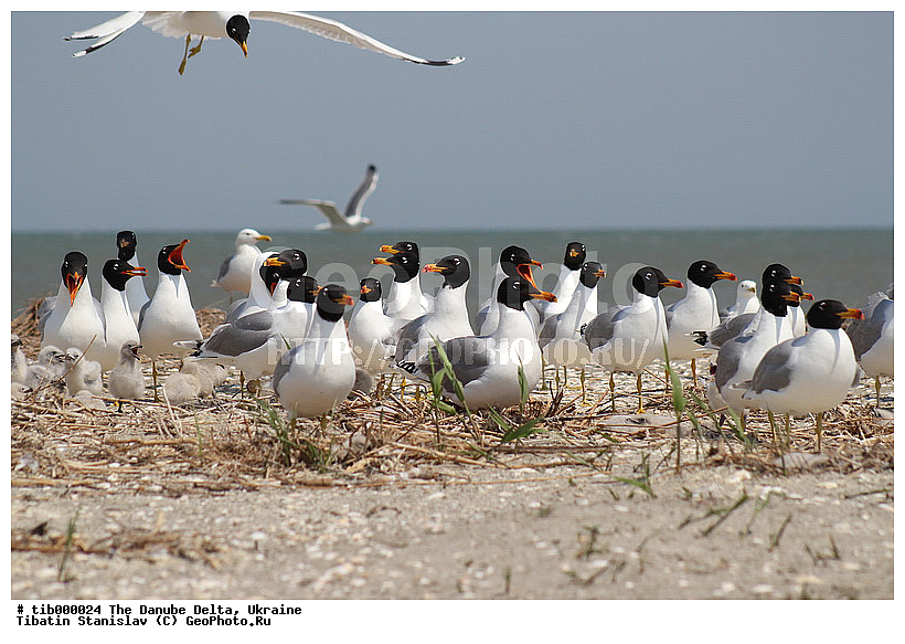 ������, �����, �������, ����, ����, ��������, ��������, ��������, �����������, ������� �����, ������� �����, XYZ, ��������, Laridae, ������������ �������, Larus ichthyaetus