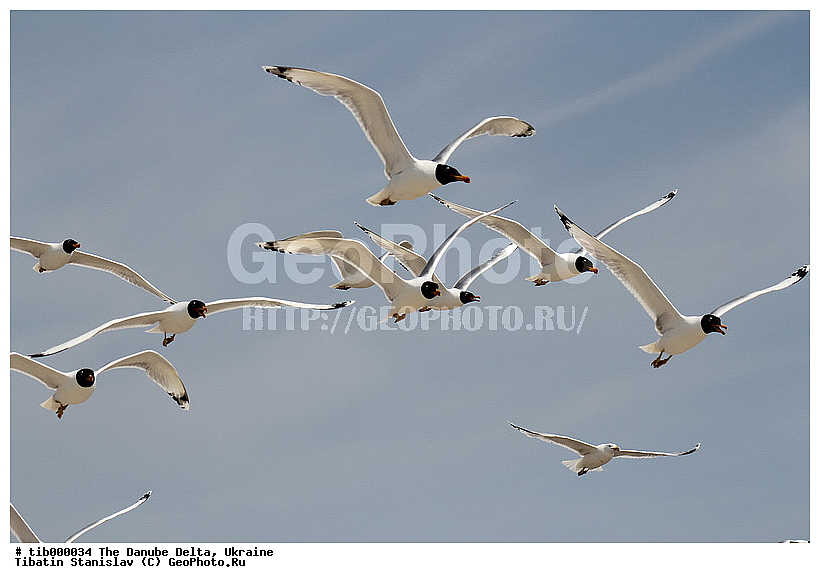 ������, �����, �������, ����, ����, ��������, ��������, ��������, �����������, ������� �����, ������� �����, XYZ, ��������, Laridae, ������������ �������, Larus ichthyaetus