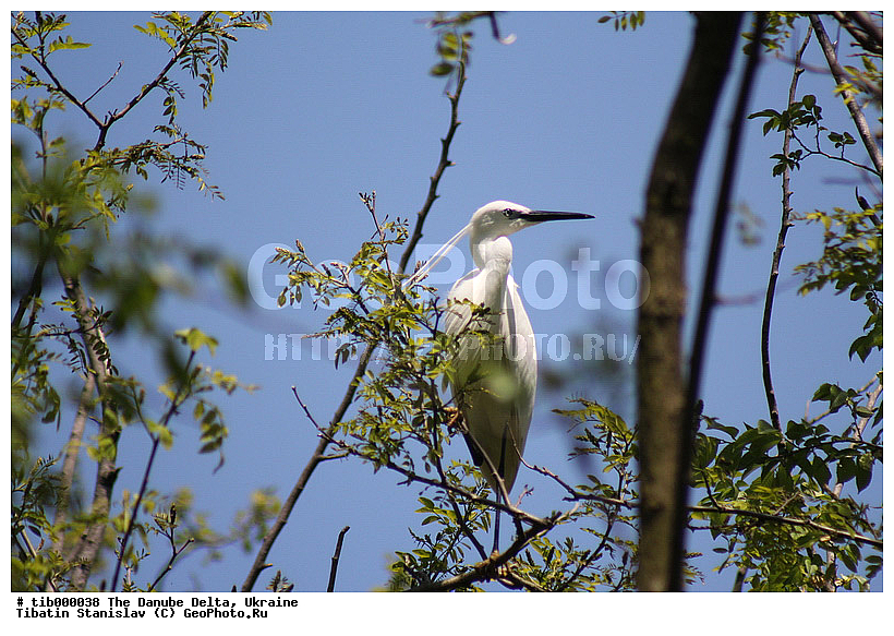 ������, �����, �������, ����, ����, ��������, ��������, �����, �����, ��������, �����������, XYZ, ��������, Ardeidae, ������-�����, ����� ����� �����, Egretta garzetta