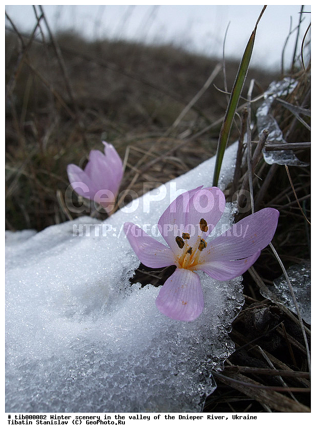 �����, �������, �����