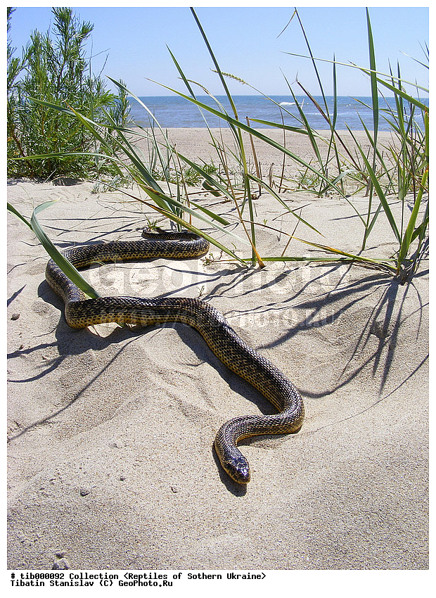 Elaphe sauromates, ����, ����� �������, �������, ����, ��������, ����, �������, ��������������, ��������, ��������, ��������, ��������������, ��������������, ��������, ��������, XYZ, �����������, Colubridae, �������� �����, ���������� �����, Elaphe sauromates, Elaphe quatuorlineata sauromates