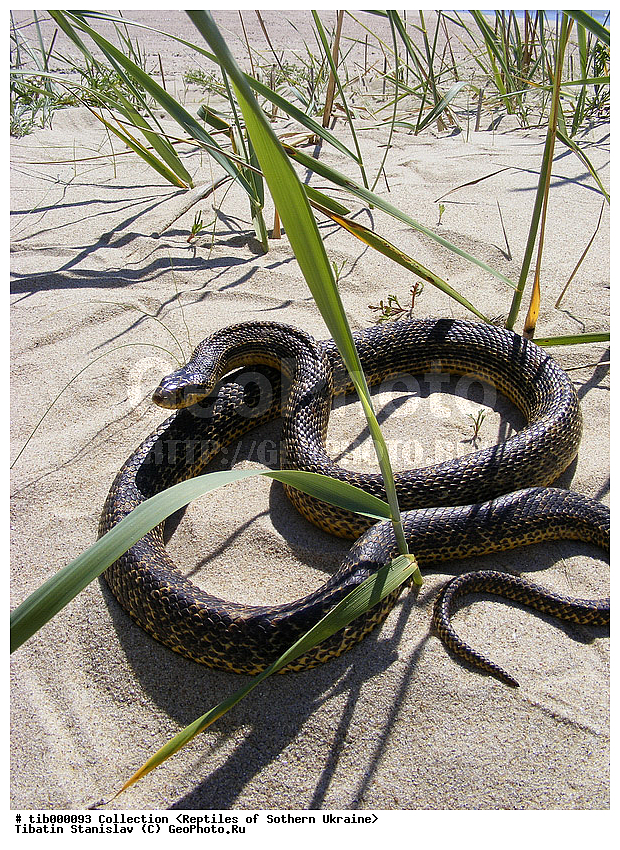 Elaphe sauromates, ����, ����� �������, �������, ����, ��������, ����, �������, ��������������, ��������, ��������, ��������, ��������������, ��������������, ��������, ��������, XYZ, �����������, Colubridae, �������� �����, ���������� �����, Elaphe sauromates, Elaphe quatuorlineata sauromates