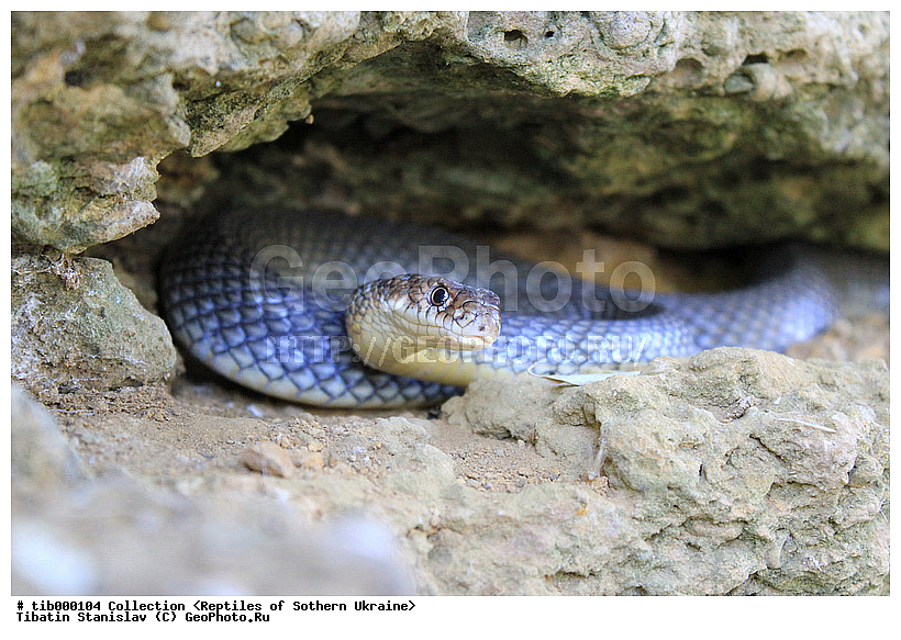 ���������, ����������� �����, ����, �oluber �aspius, �������, ����, ��������, ����, �������, ��������������, ��������, ��������, ��������, ��������������, ��������������, ��������, ��������, XYZ, �����������, Colubridae, ���������� �����, ����������� �����, Dolichophis caspius, Coluber caspius