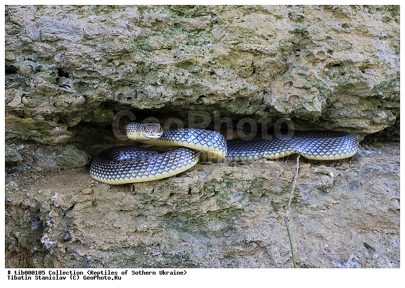 ���������, ����������� �����, ����, �oluber �aspius, �������, ����, ��������, ����, �������, ��������������, ��������, ��������, ��������, ��������������, ��������������, ��������, ��������, XYZ, �����������, Colubridae, ���������� �����, ����������� �����, Dolichophis caspius, Coluber caspius