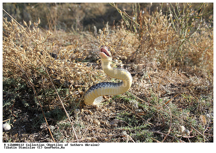 ���������, ����������� �����, ����, �oluber �aspius, �������, ����, ��������, ����, �������, ��������������, ��������, ��������, ��������, ��������������, ��������������, ��������, ��������, XYZ, �����������, Colubridae, ���������� �����, ����������� �����, Dolichophis caspius, Coluber caspius
