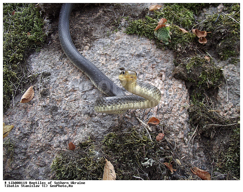 Elaphe longissima, ����, �������, ��������� �����, ����, ��������, ����, �������, ��������������, ��������, ��������, ��������, ��������������, ��������������, ��������, ��������, XYZ, �����������, Colubridae, ��������� �����, ���������� ����, Zamenis longissimus, Elaphe longissima