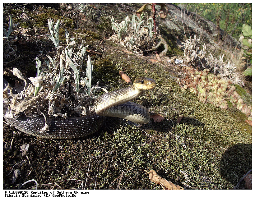 Elaphe longissima, ����, �������, ��������� �����, ����, ��������, ����, �������, ��������������, ��������, ��������, ��������, ��������������, ��������������, ��������, ��������, XYZ, �����������, Colubridae, ��������� �����, ���������� ����, Zamenis longissimus, Elaphe longissima