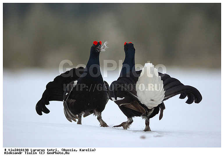 Lyrurus tetrix, �������, ������, �����, �����, �������, �����, �����, �����, �����, �������, �������, ����������� ���, ���, ��������, ������, �����, �����, XYZ, �����������, Tetraonidae, �������, �������-�����, ������� �������, Lyrurus tetrix, Tetrao tetrix