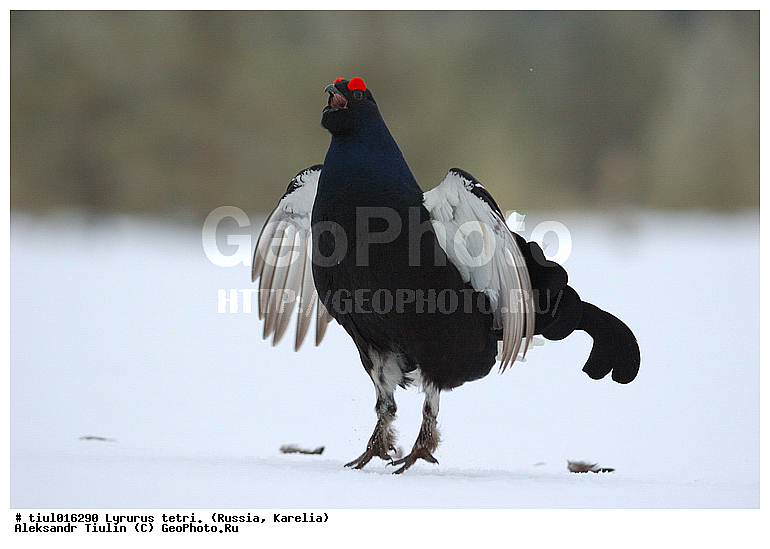 Lyrurus tetrix, �������, ������, �����, �������, �����, �����, �����, �����, �������, ����������� ���, ���, ��������, �����, �����, XYZ, �����������, Tetraonidae, �������, �������-�����, ������� �������, Lyrurus tetrix, Tetrao tetrix