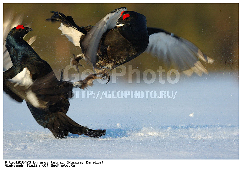 Lyrurus tetrix, �������, ������, �����, �����, �������, �����, �����, �����, �����, �������, �������, ����������� ���, ���, ��������, ������, �����, �����, XYZ, �����������, Tetraonidae, �������, �������-�����, ������� �������, Lyrurus tetrix, Tetrao tetrix