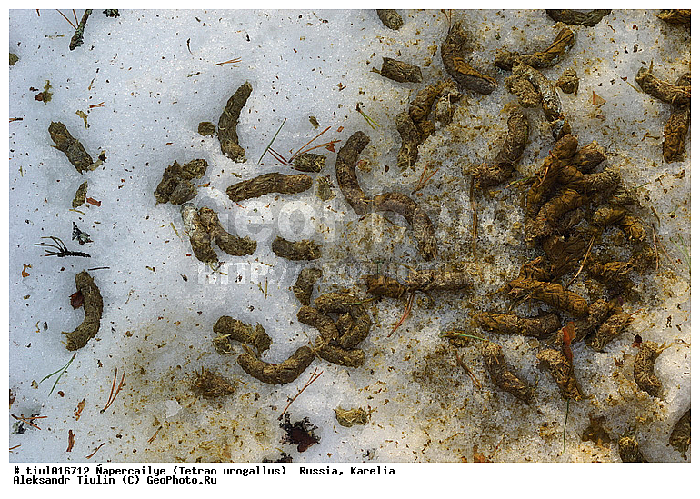 ������, ������� ������������, �������, ������, �����, �������, �������, �����, �����, �����, ���, ��������, ��������, ��������, �����, �����, ��������, �����������, XYZ, �����������, Tetraonidae, �������, ������������ �������, Tetrao urogallus