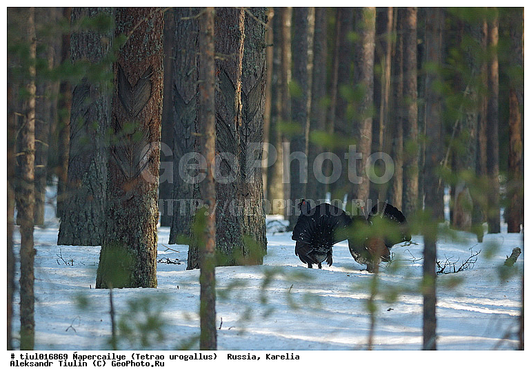 ������, ������� ������������, �������, ������, �����, �������, �������, �����, �����, �����, �����, ���, ��������, �����, �����, XYZ, �����������, Tetraonidae, �������, ������������ �������, Tetrao urogallus