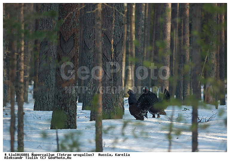 ������, ������� ������������, �������, ������, �����, �������, �������, �����, �����, �����, �����, ���, ��������, �����, �����, XYZ, �����������, Tetraonidae, �������, ������������ �������, Tetrao urogallus