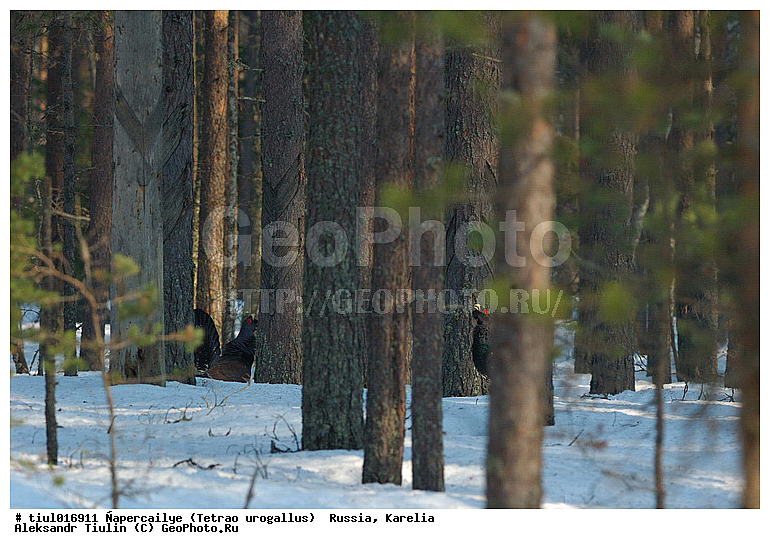 ������, ������� ������������, �������, ������, �����, �������, �������, �����, �����, �����, �����, ���, ��������, �����, �����, XYZ, �����������, Tetraonidae, �������, ������������ �������, Tetrao urogallus