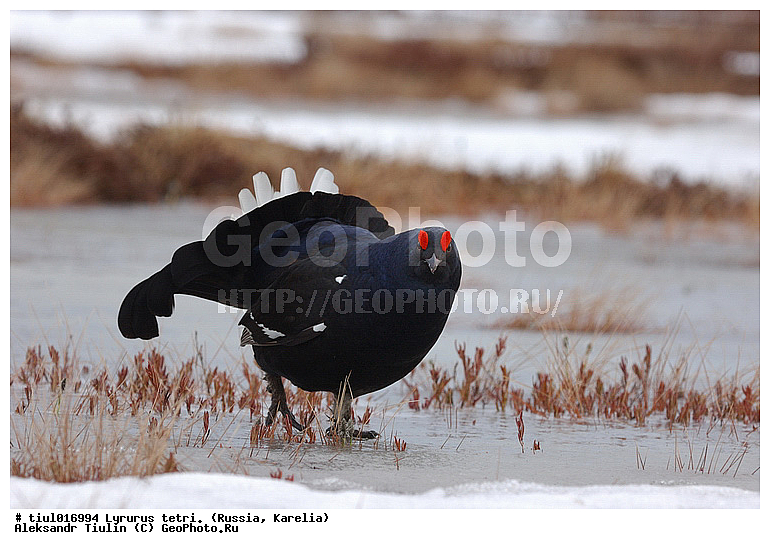 Lyrurus tetrix, �������, ������, �����, �������, �����, �����, �����, �����, �������, ����������� ���, ���, ��������, �����, �����, XYZ, �����������, Tetraonidae, �������, �������-�����, ������� �������, Lyrurus tetrix, Tetrao tetrix