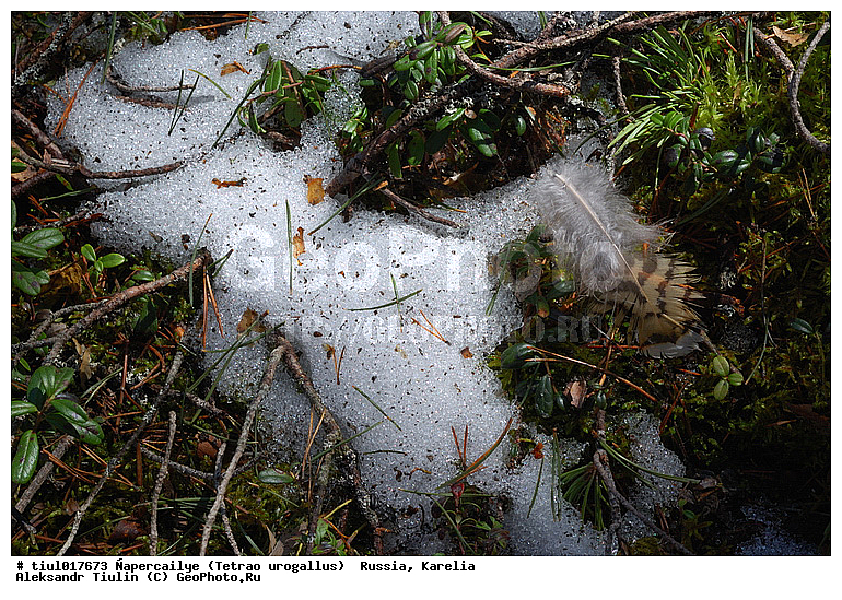 ������, ������� ������������, �������, ������, �����, �������, �������, ����, �����, ���, ��������, ��������, ��������, �����, �����, ��������, �����������, XYZ, �����������, Tetraonidae, �������, ������������ �������, Tetrao urogallus