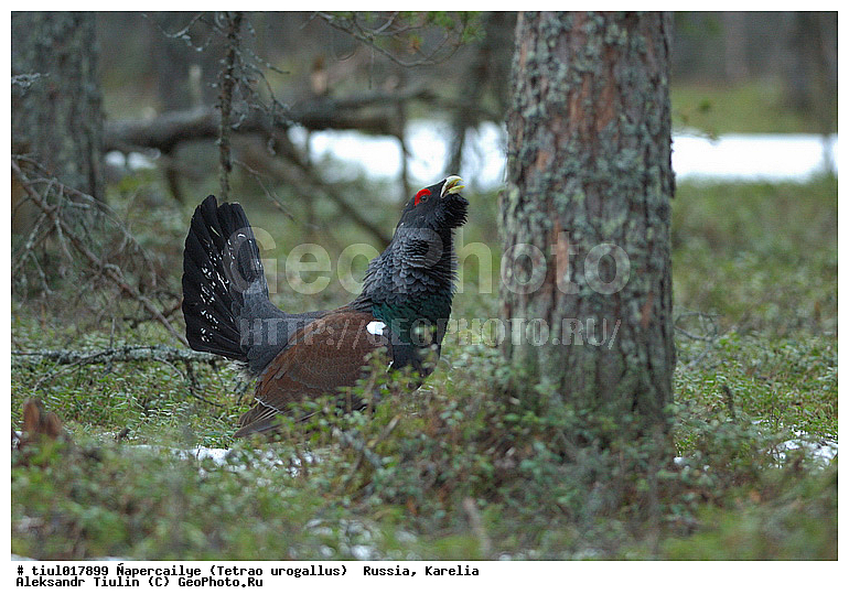 ������, ������� ������������, �������, ������, �����, �������, �������, �����, �����, �����, �����, ���, ��������, �����, �����, XYZ, �����������, Tetraonidae, �������, ������������ �������, Tetrao urogallus