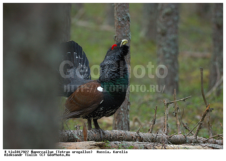 ������, ������� ������������, �������, ������, �����, �������, �������, �����, �����, �����, ���, ��������, �����, �����, XYZ, �����������, Tetraonidae, �������, ������������ �������, Tetrao urogallus