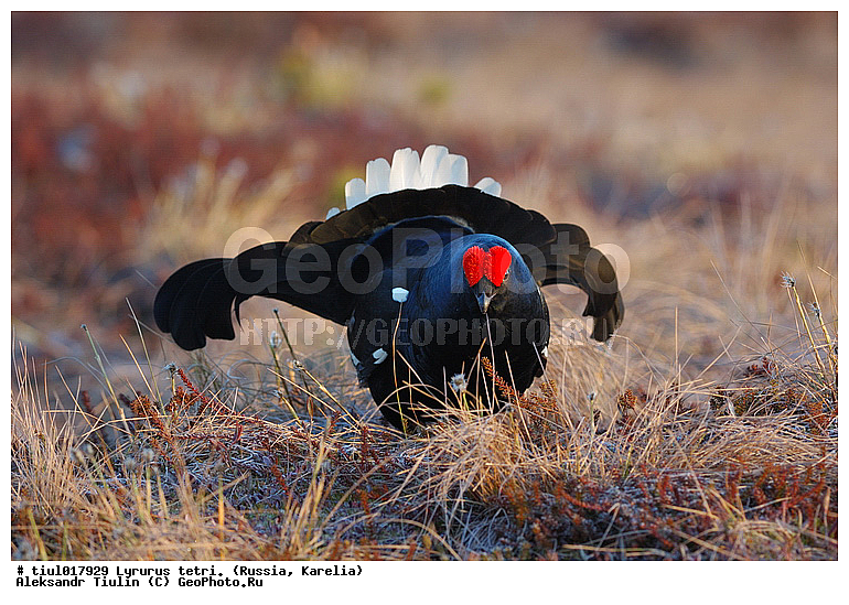 Lyrurus tetrix, �������, ������, �����, �������, �����, �����, �����, �����, �������, ����������� ���, ���, ��������, �����, �����, XYZ, �����������, Tetraonidae, �������, �������-�����, ������� �������, Lyrurus tetrix, Tetrao tetrix
