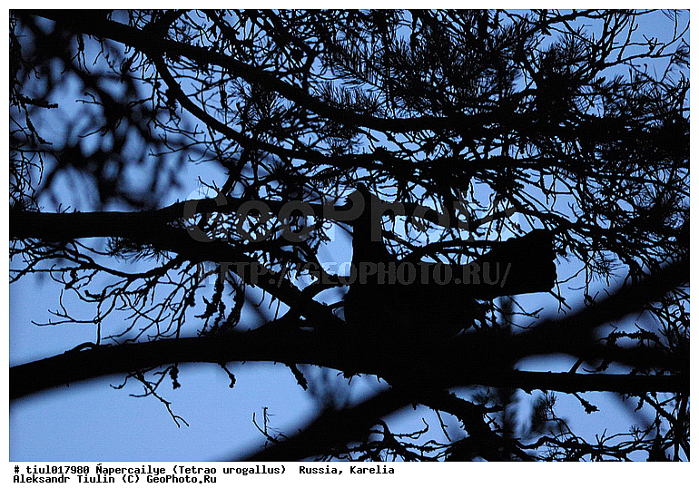 ������, ������� ������������, �������, ������, �����, �������, �������, �����, �����, �����, �����, ���, ��������, �����, �����, XYZ, �����������, Tetraonidae, �������, ������������ �������, Tetrao urogallus