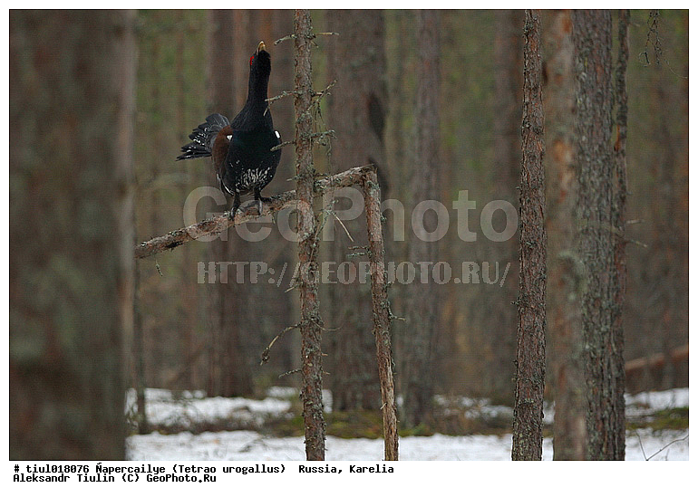 ������, ������� ������������, �������, ������, �����, �������, �������, �����, �����, �����, �����, ���, ��������, �����, �����, XYZ, �����������, Tetraonidae, �������, ������������ �������, Tetrao urogallus