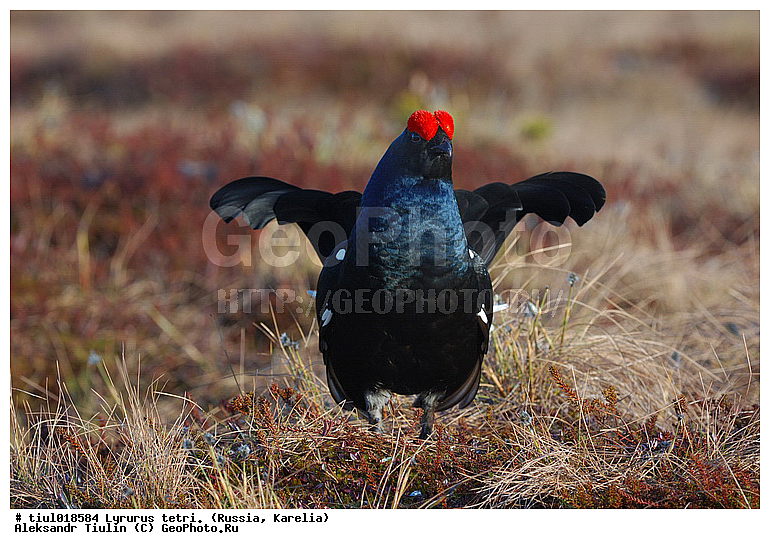 Lyrurus tetrix, �������, ������, �����, �������, �����, �����, �����, �����, �������, ����������� ���, ���, ��������, �����, �����, XYZ, �����������, Tetraonidae, �������, �������-�����, ������� �������, Lyrurus tetrix, Tetrao tetrix