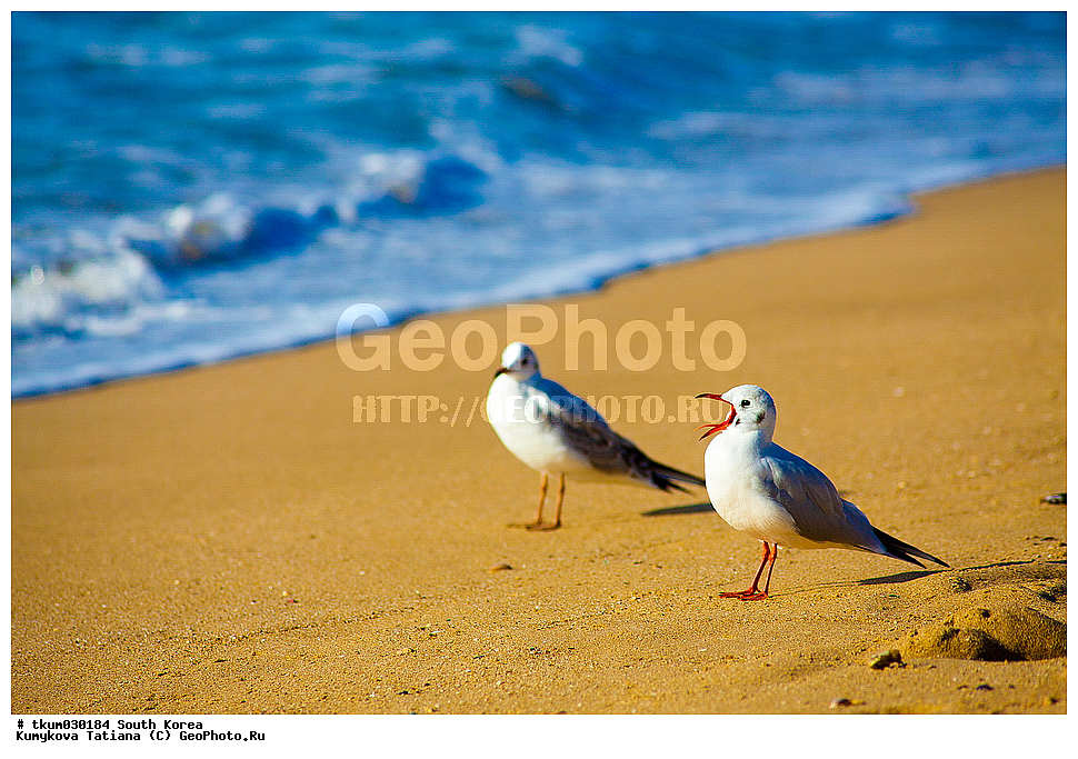 ����� �����, �������� ����, ����, �����, �����, ����� ������, ������, �����, �����