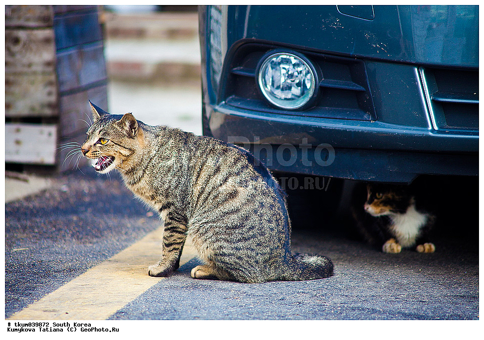 ����� �����, ����� ������, ���, ����, ��������� ����