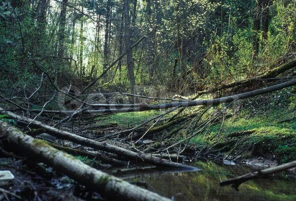 ������, ������� ����, �������, ������������� ������