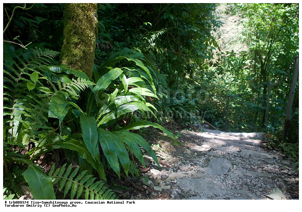 ����-���������� ����, ����, ���������� ������������ ����, ������������ ����, �������, ������, �������� ��������������, ����������,Asplenium scolopendrium