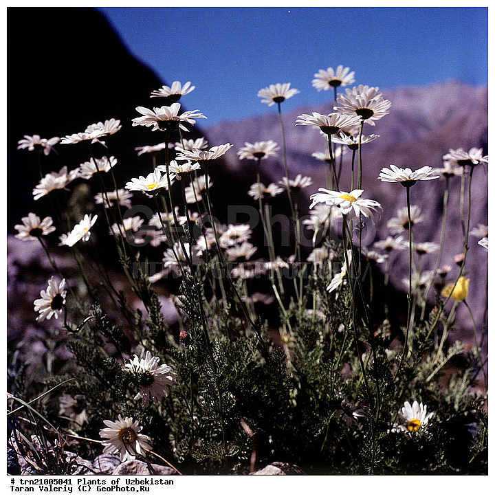 �������� ����-����, ��������, ����������, ����������, �����, �����������, ����, ������������, ��������, ����, ������������� ��������, ��������, ������, ���������, ������, ������, ��������