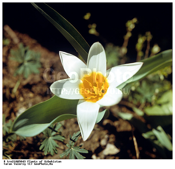 �������� ����-����, ������� ����� �����������, ��������, ����������, �����, ����, ������, �������, �������������, ������, ������������� ��������, �������, ������, ��������