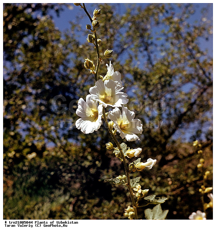 �������� ����-����, ��������, ����������, �����, ������, ����, �������������, �������, �������, ������