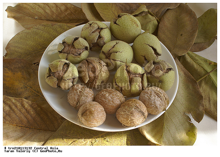 �������, ����������, �������, ���, ����, ����, ������, ���������