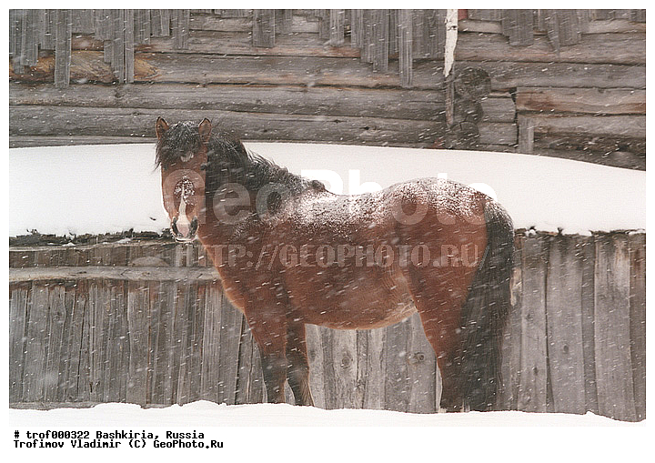 ��������, ������������, ��������, �����, ������, ������, ��������, ��������, �������������, �������������, �����, �����, XYZ, ���������, Equidae, �������� ������, Equus ferus caballus