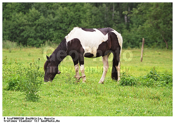 ��������, ������������, ��������, �����, ������, ������, ��������, ��������, �������������, �������������, �����, �����, XYZ, ���������, Equidae, �������� ������, Equus ferus caballus