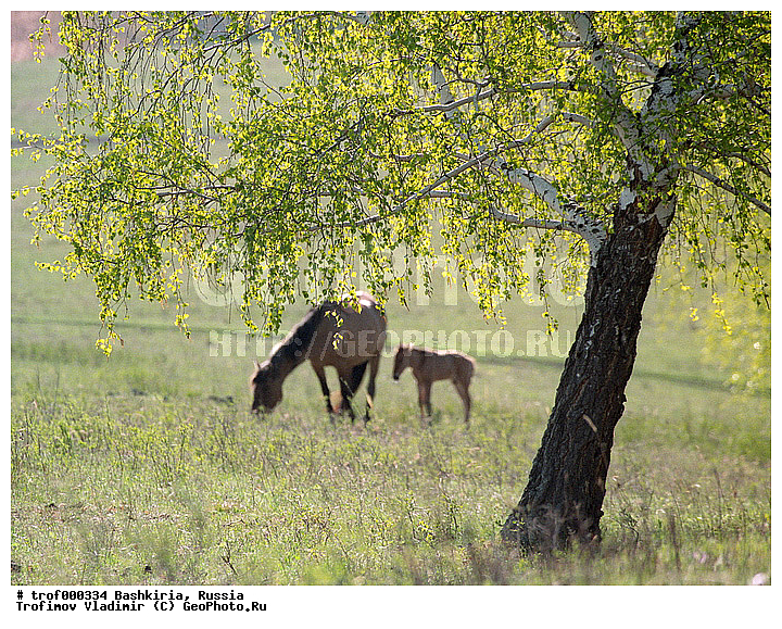 ��������, ������������, ��������, �����, ������, ������, ��������, ��������, �������������, �������������, �����, �����, XYZ, ���������, Equidae, �������� ������, Equus ferus caballus