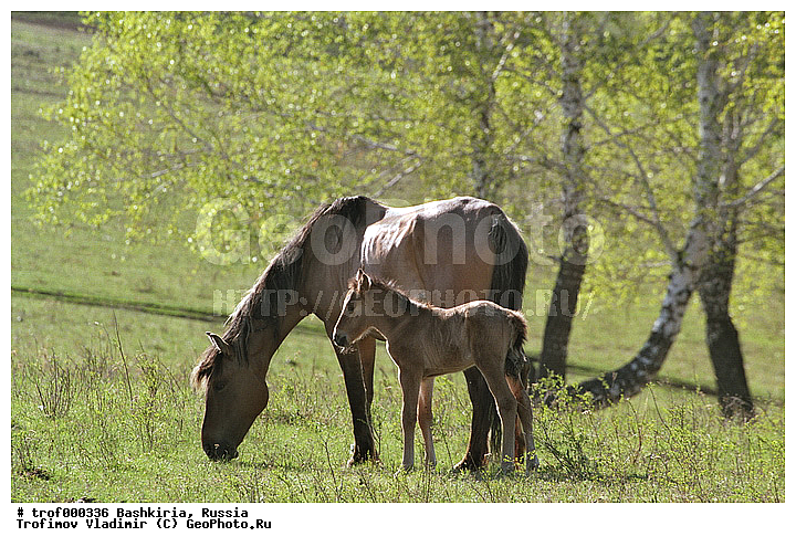 ��������, ������������, ��������, �����, ������, ������, ��������, ��������, �������������, �������������, �����, �����, XYZ, ���������, Equidae, �������� ������, Equus ferus caballus
