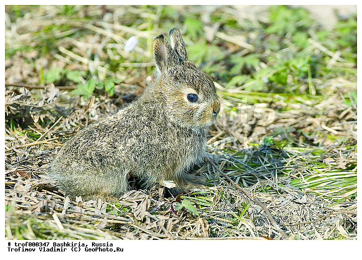 ��������, ������������, ��������, �����