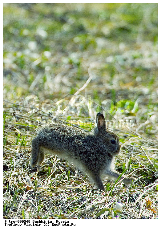 ��������, ������������, ��������, �����