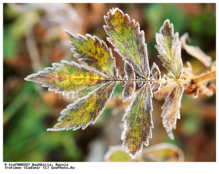 ��������, ������������, ���, �������, ������, ��������