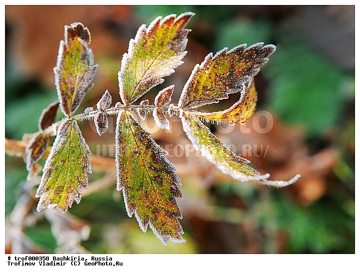 ��������, ������������, ���, �������, ������, ��������